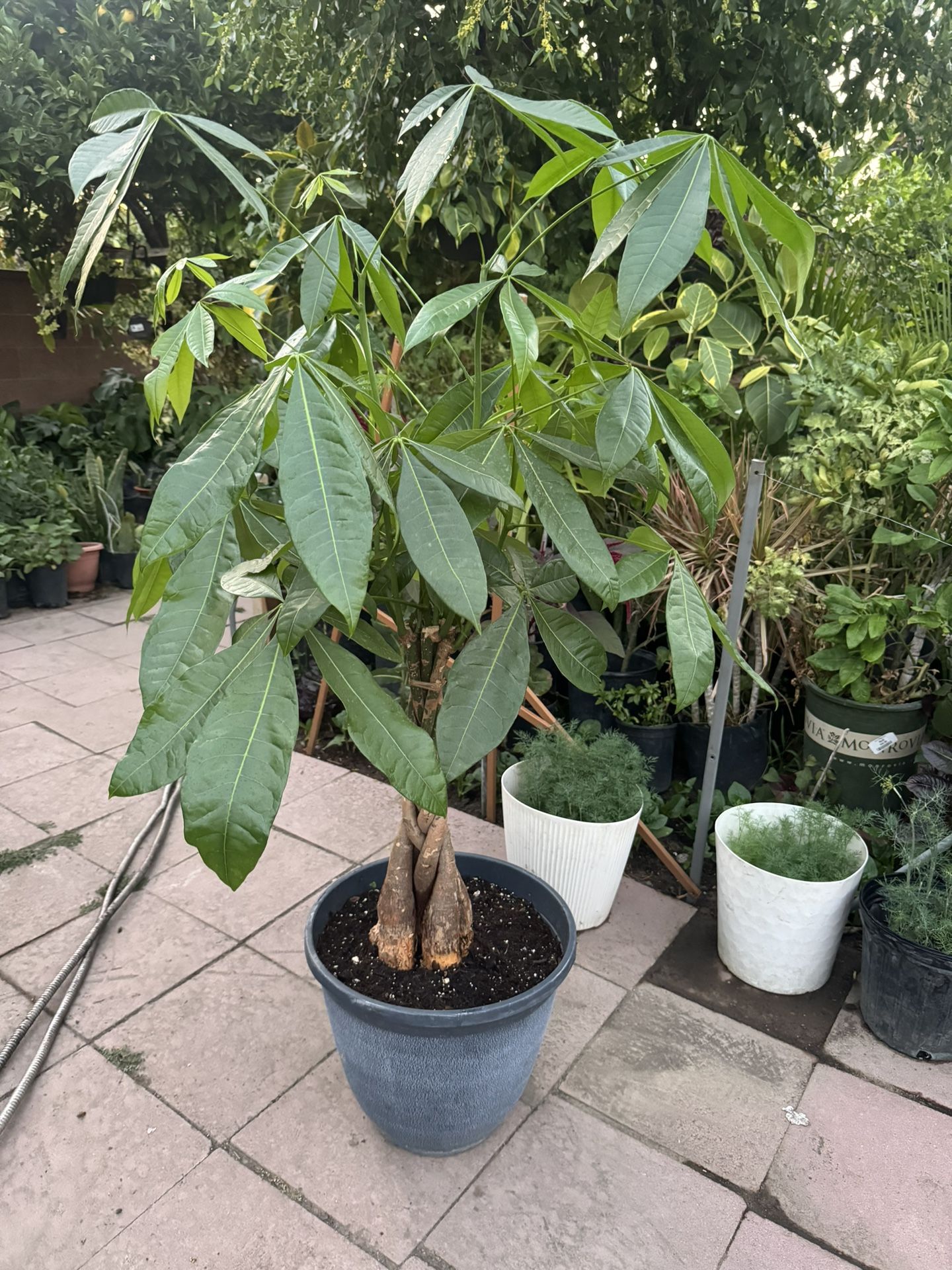 Money Tree Over 4ft