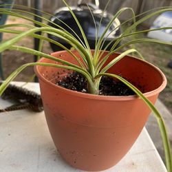 Ponytail Palm Tree