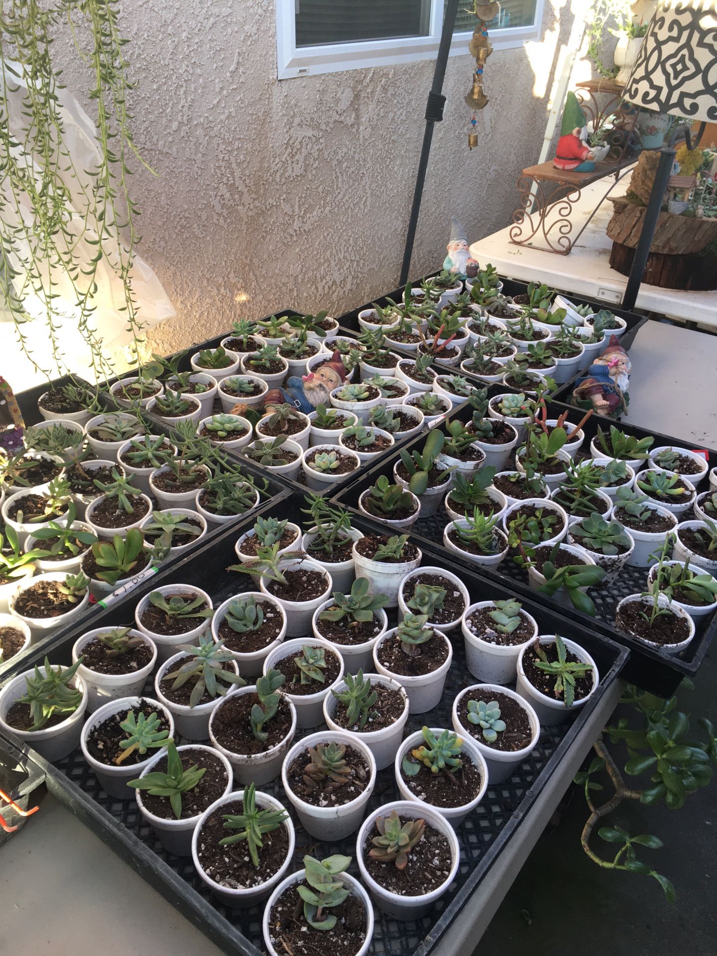 SUCCULENTS SUCCULENTS SUCCULENTS $1…$1…$1..$1. AND MUCH MORE!