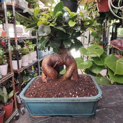 Ginseng Ficus Bonsai Trees 