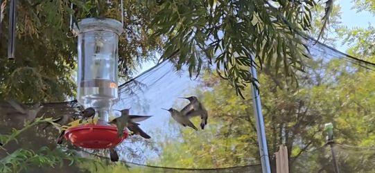 8 Hummingbird feeders