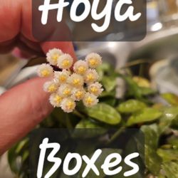 Hoya Mix