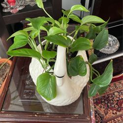 Pathos Plant In Beautiful swan planter