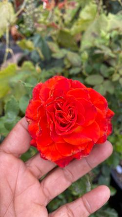 Perfect moment rose
