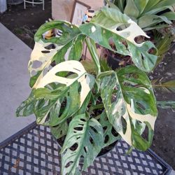 Variegated Monstera Adansonii Plant $100