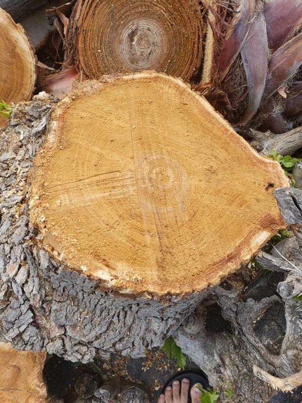 cut up tree stump for sale! great for making table tops, wood working materials, etc. 15 per