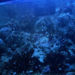 Rare Live Rock/Coral For Aquarium/Fish Tank