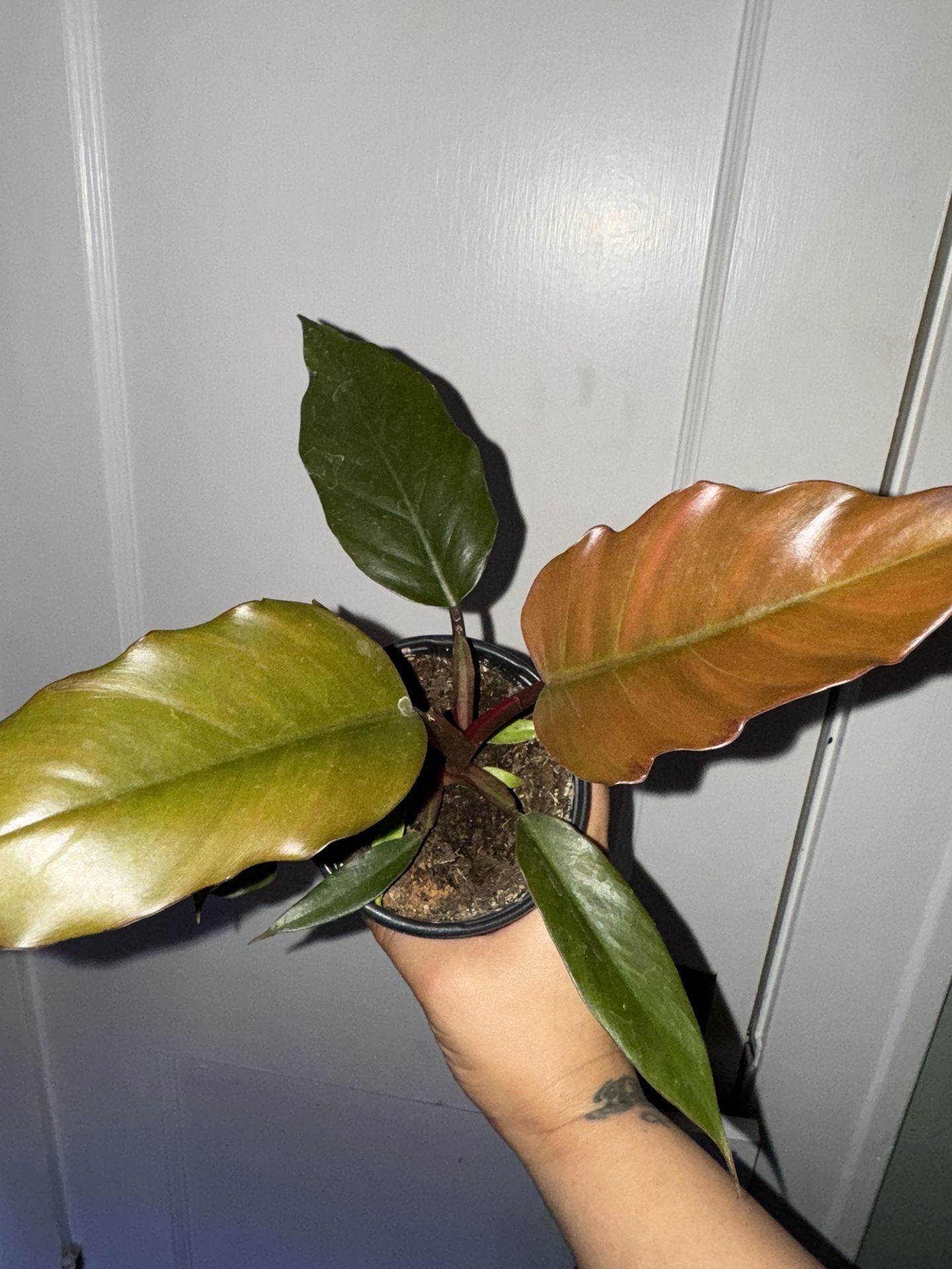 Choco Empress Philodendron Rare Plant