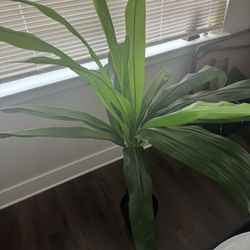 Indoor Faux Plant/tree 
