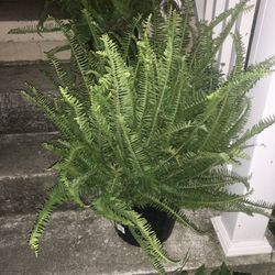 2 - 10 in Kimberly Queen Fern Live Plant 2 gallon