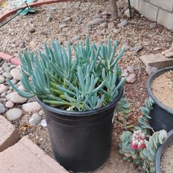 Healthy Ice plant $5