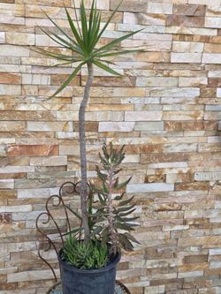 3 plants in the same pot