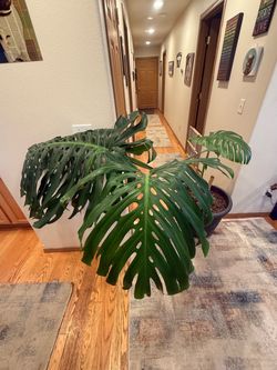 Monstera Start