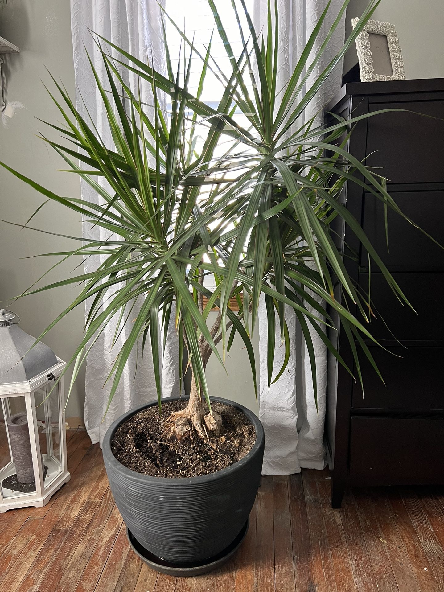 Large House Plant 