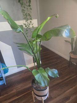 Plant