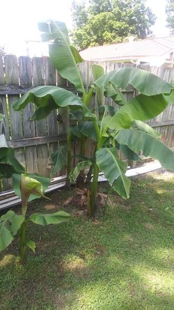 bananas plants 6 each