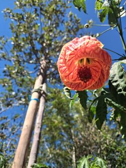 Tiger eyes plant.