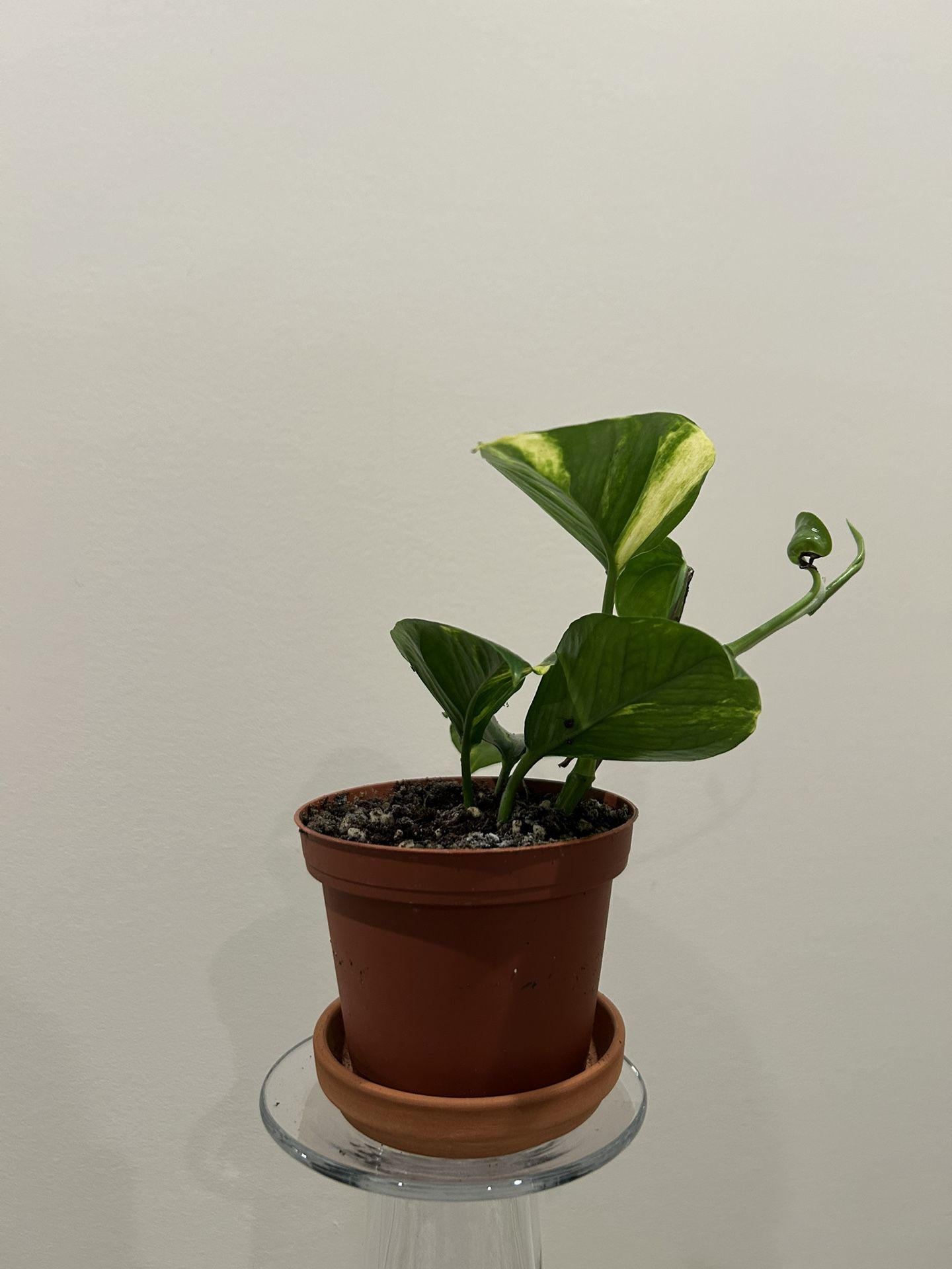 baby pothos plant