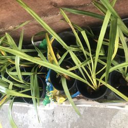 Orchid / Orchids / Cymbidium Flower Plant ($10/ea on a 1-gallon pot)