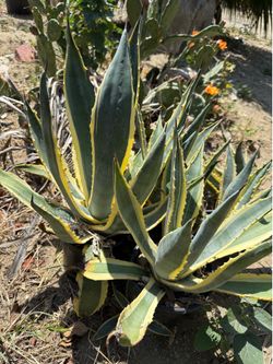 Agave Plant