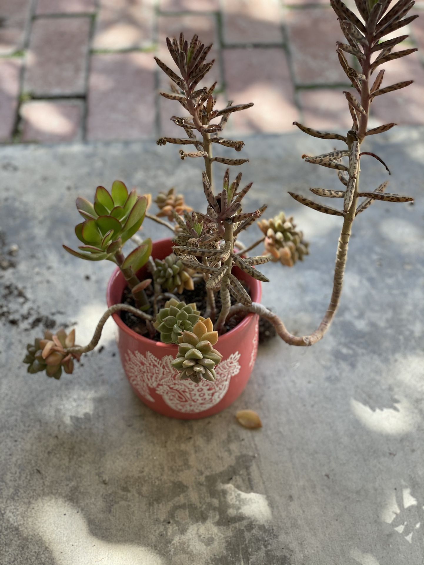 Succulents. Plants. Planter. Garden