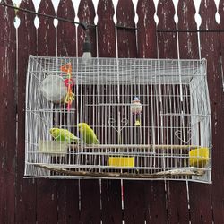 Australian budgies with cage