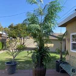 Tall Artificial Palm