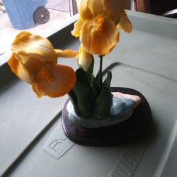 Iris Decor.