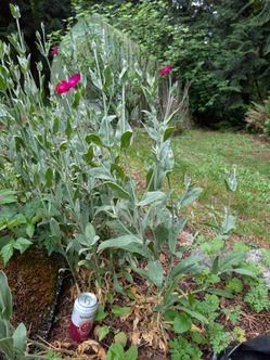 Large Rose Campion Flowering Plants $5 each