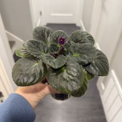 African Violets Blooming Purple In Pot Beautiful 