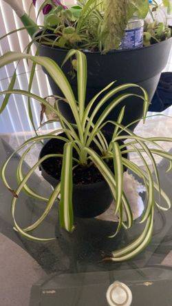 Little spider plant nice healthy