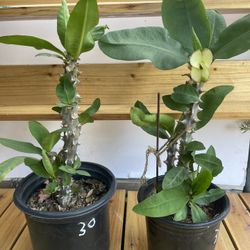 Yellow/ Green Large Flower Crown Of Thorns 