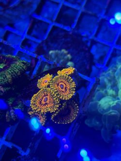 Aquarium Decoration