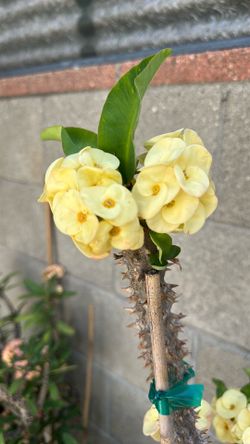 Corona de Cristo en bote de 15