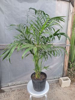 Cat Palm Plant 3' to 3.5' Tall 10" Nursery Pot $13 each/2 for $25