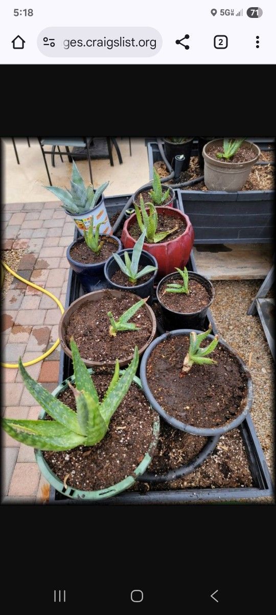 Young Aloe Vera And Blue Agave Plants In Pots