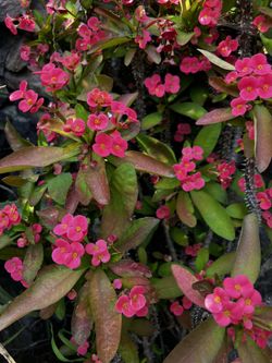 Large Crown Of Thorns Plant