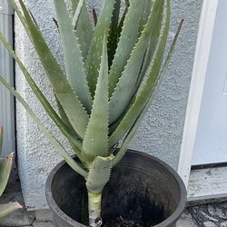 Aloe