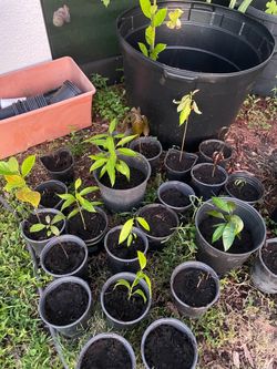 Mango/Avocado/jackfruit plants   $18 each