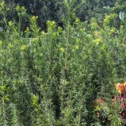 Podocarpus Over 6 Feet Tall Privacy Isolate Your Home From Noisy Neighbors 