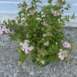 Little Princess Spirea