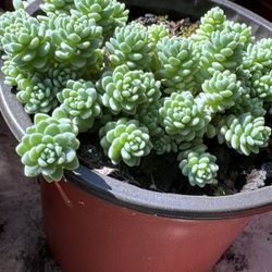 Succulents Plants  4” Pot 🪴 
