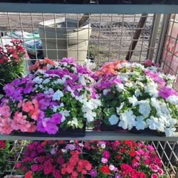 ANNUALS PLANTS 