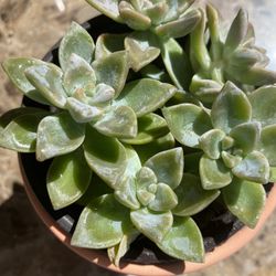 Succulent With Cute Pot
