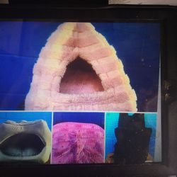 DOG CAT PYRAMID BED PINK $15=GREY $15=CARPET $5= BACK PACK CARRIER BAG $10