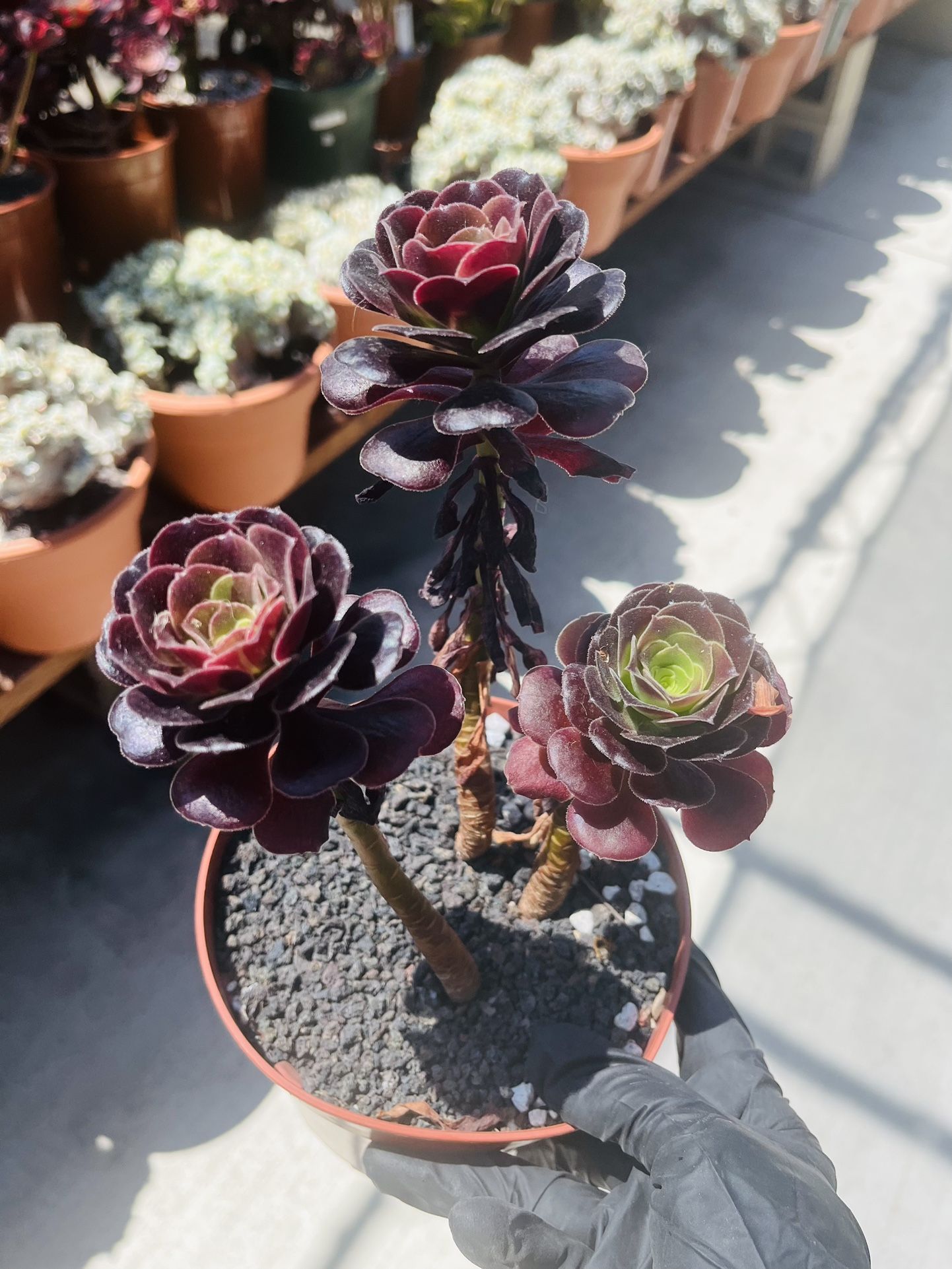 Aeonium Big Bang Cluster Imported