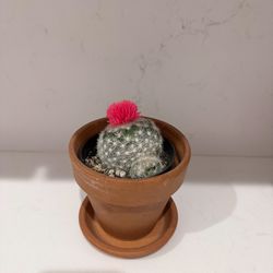 MOUNTAIN BALL CACTUS (PEDIOCACTUS) 🌵 in Terracotta Clay Pot w/ Saucer 🪴 Perf Mother’s Day Gift! 💝