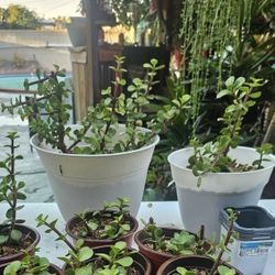 SUCCULENT PLANTS $3