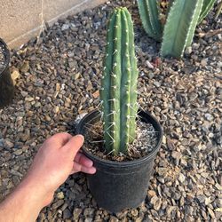 Non-Pc San Pedro. Aka Trichocereus Bridgesii
