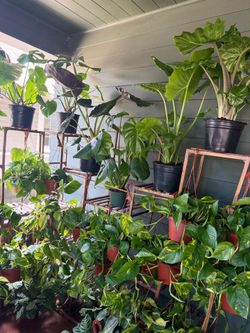 Tons of Houseplants/Indoor Plants for Sale